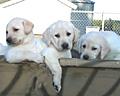 Three Lab pups