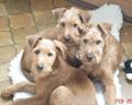 Windeire Irish Terriers