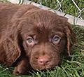 Sussex Spaniel pup