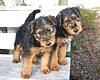 Airedale Terrier Pups - New Point