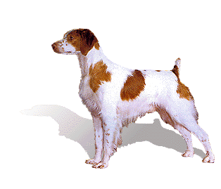 Brittany Spaniel