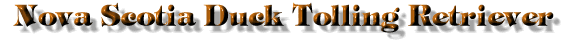 Nova Scotia Duck Tolling Retriever Title