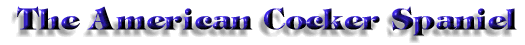 American Cocker Spaniel Title