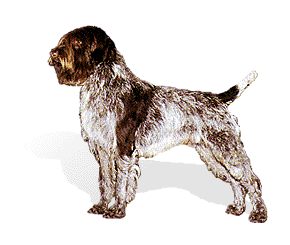 Whirehaired Pointing Griffon picture