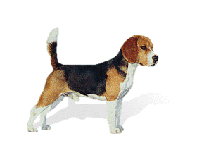 Beagle Picture