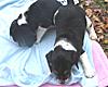 Beagle pups pic