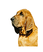 Bloodhound picture