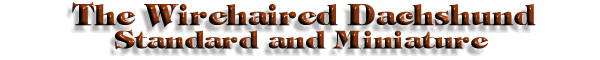 Wire Dachshund dogs