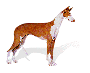Ibizan Hound picture