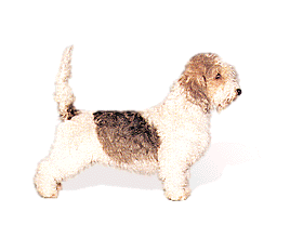 Petit Basset Griffon picture, PBGV picture
