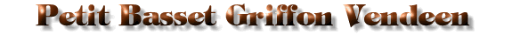 Petit Basset Griffon Vendeen Title