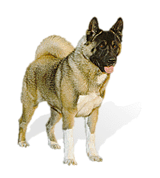 Akita picture