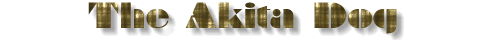 Akita dog title