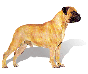 Bullmastiff dogs, Bullmastiff puppies and Bullmastiff breeders.