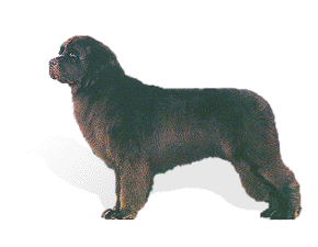 Newfoundland Dog picture