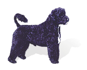 Portuguese Water Dog picture