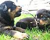 Rottweiler Royal pups