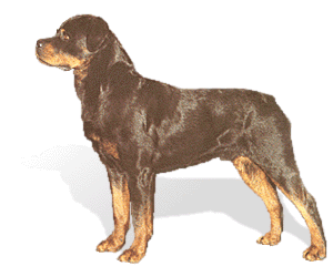 Rottie or Rottweiler dog picture