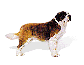 Saint Bernard picture, St Bernard picture