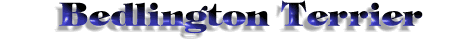 Title: Bedlington Terrier