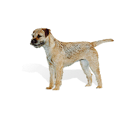 Border Terrier picture