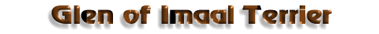 Glen of Imaal Terrier title