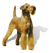 An Irish Terrier