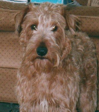 Irish Terrier Rocky, needing adoption