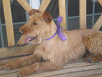 Irish Terrier Julie, needing adoption