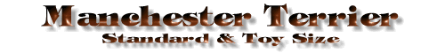 Standard Manchester Terrier, Toy Manchester Terrier Title