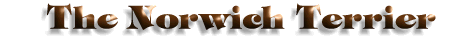 Norwich Terrier dog title