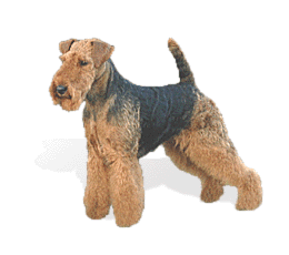 Welsh Terrier picture