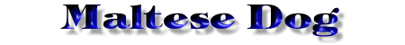 Maltese dog page title