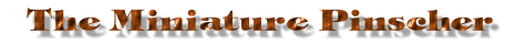 Min Pin, Miniature Pinscher title