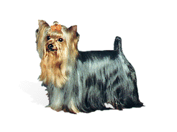 Yorkshire Terrier Picture