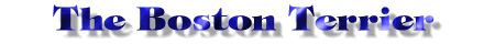 Boston Terrier page title