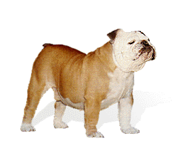 English Bulldoog picture