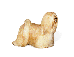 Lhasa Apso picture
