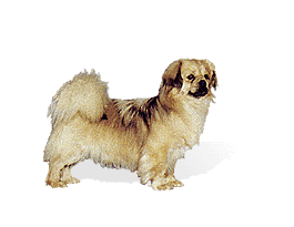 Tibetan Spaniel picture