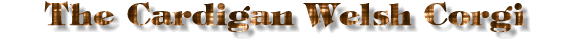 Cardigan Welsh Corgi Title