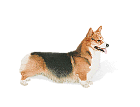 Pembroke Welsh Corgi picture