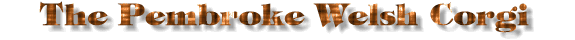 Pembroke Welsh Corgi Title