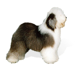 Old English Sheepdog picture